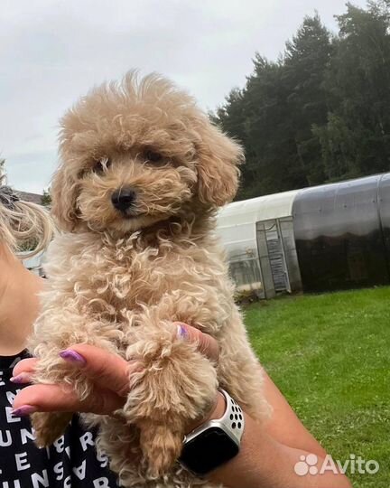 Мальтипу ф2