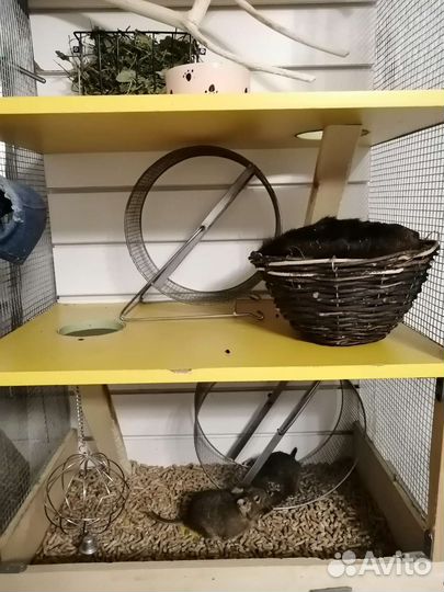 Витрина (клетка) для дегу, три этажа