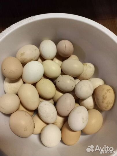 Инкубационное яйцо кур брама