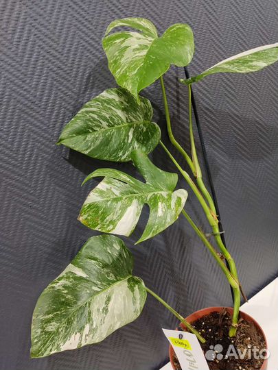 Монстера вариегатная