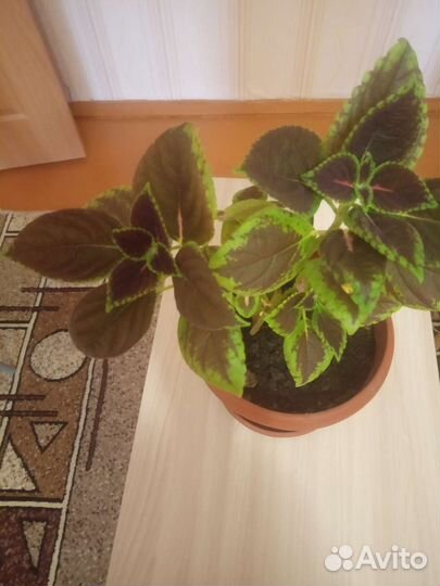 Комнатные растения