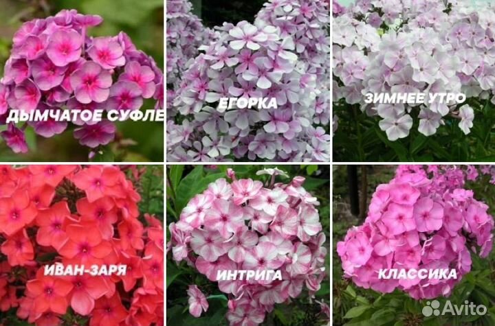 Флоксы метельчатые