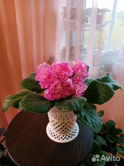 Детки сортовых фиалок