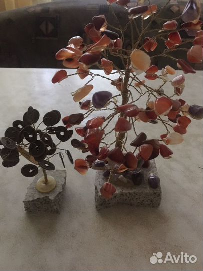 Денежное дерево