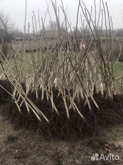 Грецкий орех саженцы