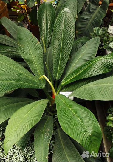 Филодендрон Campii lynette