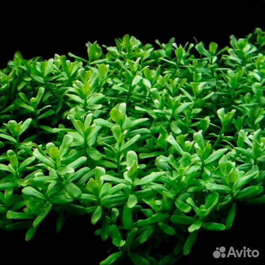 Аквариумное растение хедиотис зальцмана