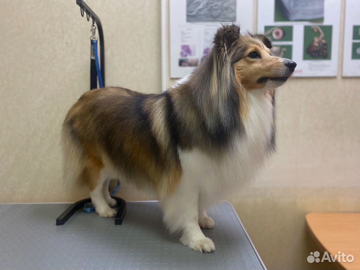 Стрижка собак и кошек, груминг