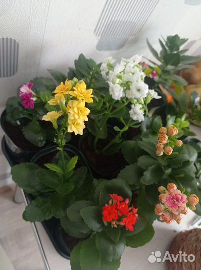 Комнатные цветы каланхоэ