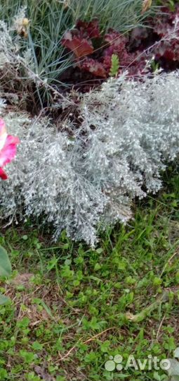 Низкорослые многолетники