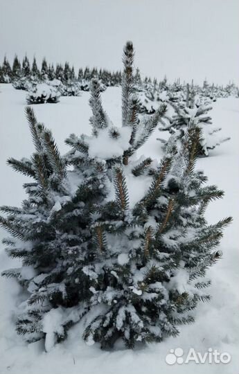 Ель голубая в горшках, оптом