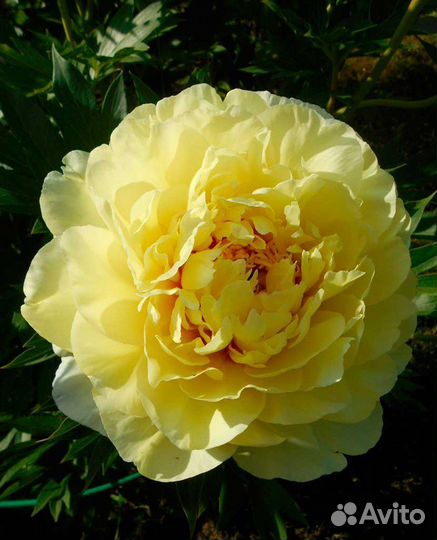 Многолетние растения