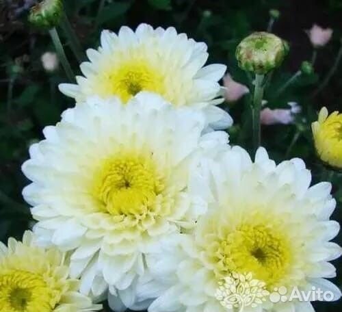 Черенки кустовой хризантемы