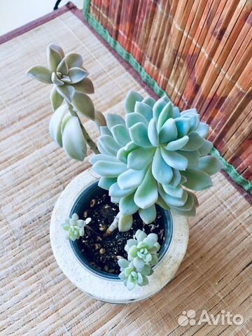 Суккуленты, каланхоэ, опунция, молочай кактус