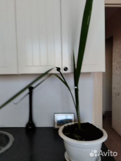 Финиковая пальма робелена