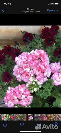 Пеларгонии сортовые