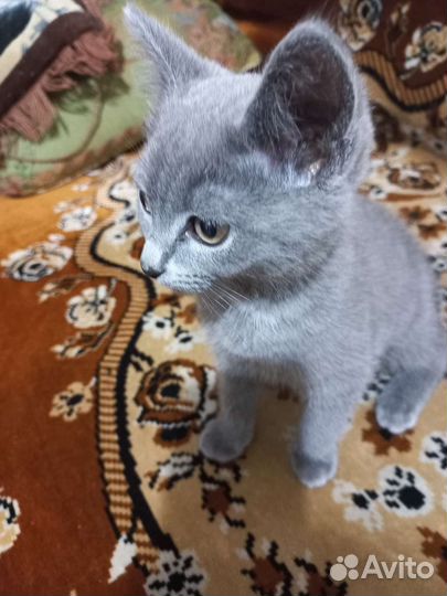 Смесь британки девочка