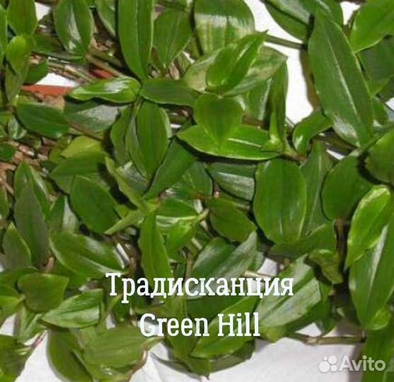 Традесканция (обмен/продажа)