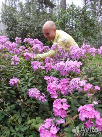 Саженцы сливы, флоксы и садовые ландыши