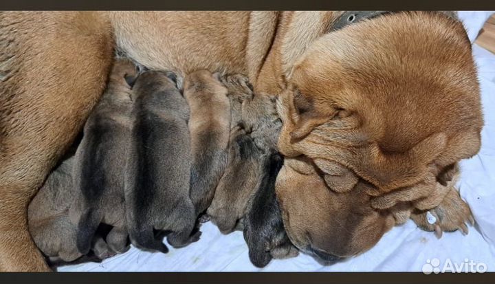 Щенки шарпея