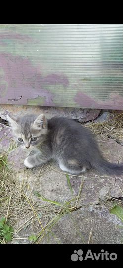 Котенок бесплатно