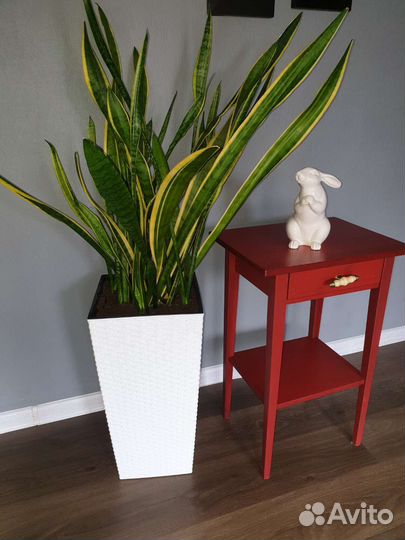 Сансевиерия трёхполосная большая