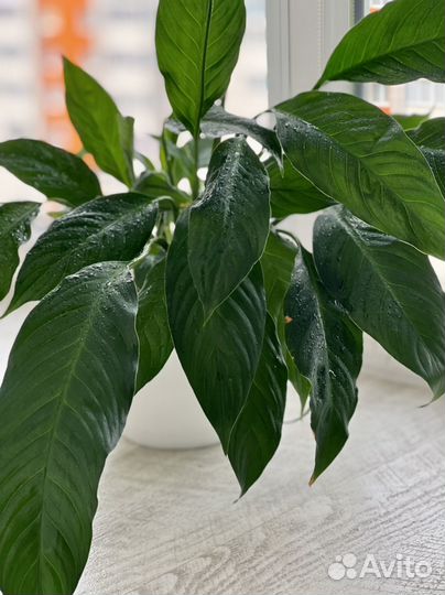 Спатифилиум