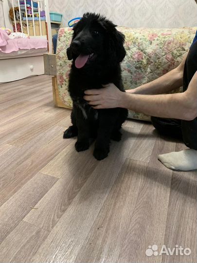 Монгольский банхар