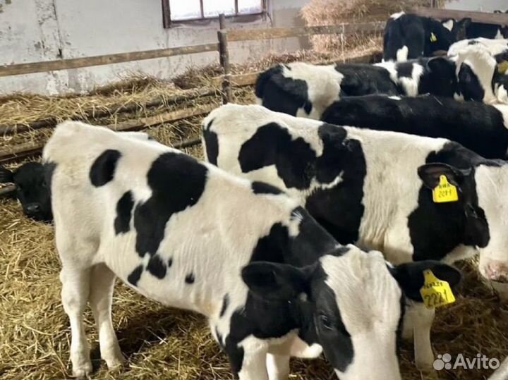 Телята бычки