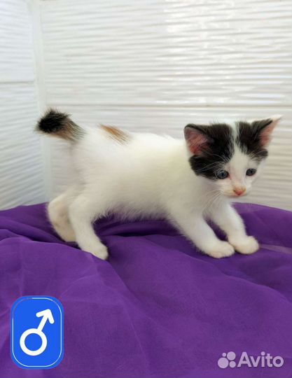 Кот трехцветный