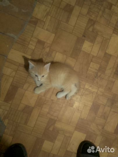 Мальчик рыжий