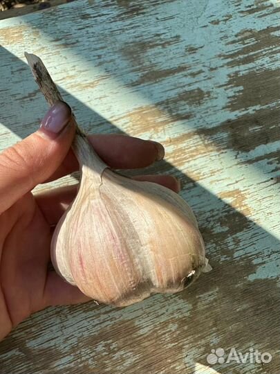 Чеснок