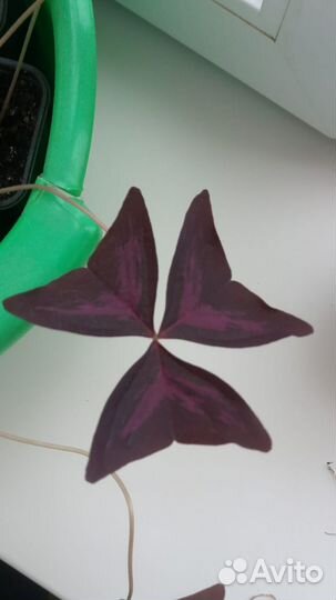 Кислица треугольная (Оксалис)