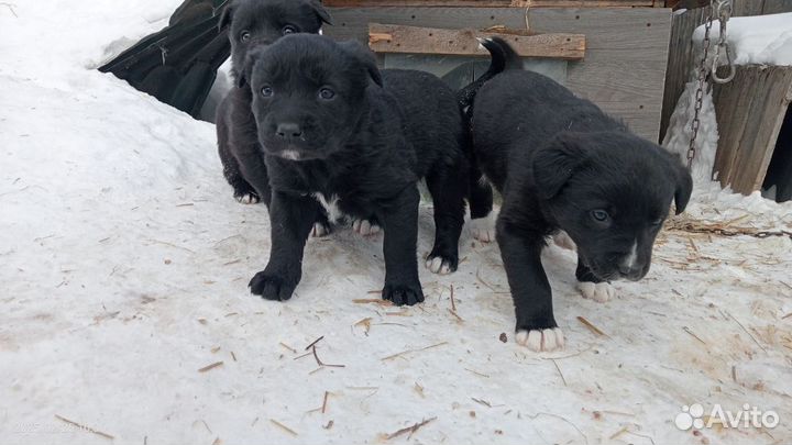 Щенок в добрые руки