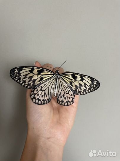 Мини ферма тропических бабочек