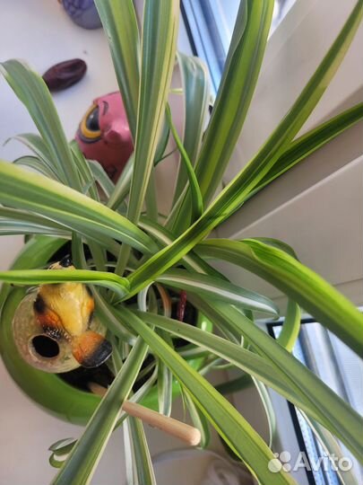 Хлорофитум в горшке