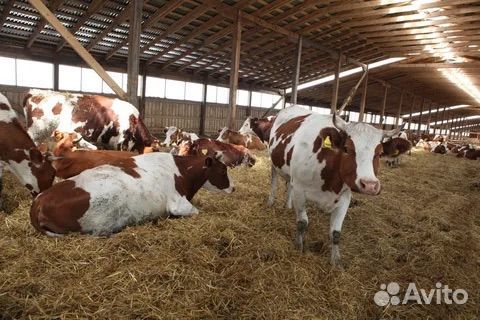 Телки нетели