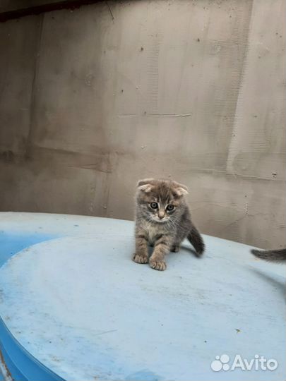 Шотландская вислоухая кошка бесплатно