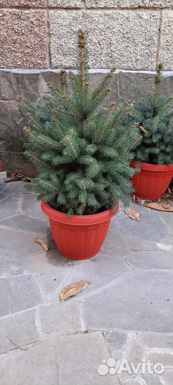 Кремлевские елки