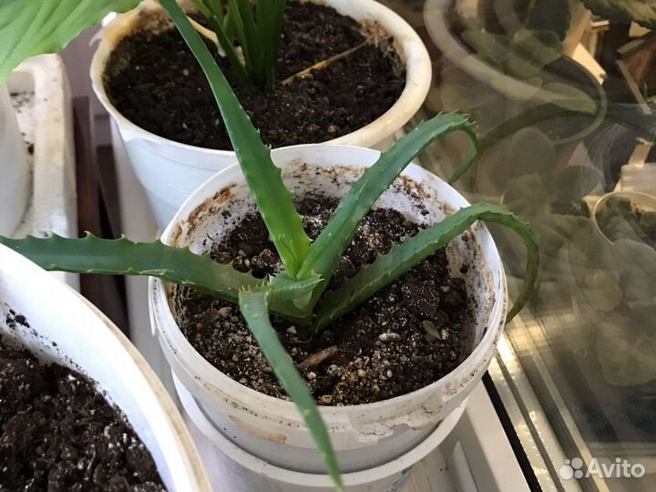 Каланхоэ, алое, королевская герань, фиалки