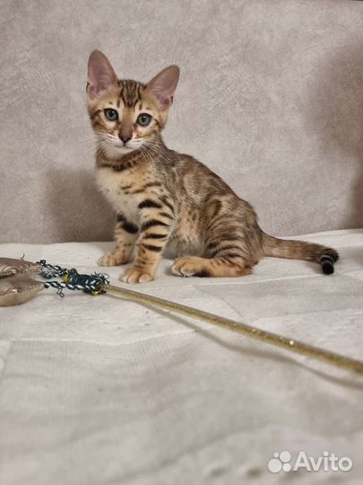 Бенгальская