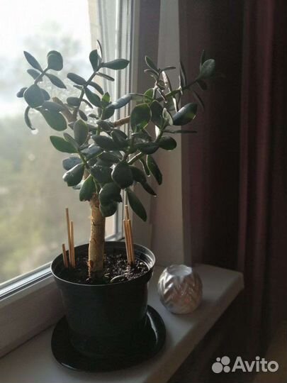 Толстянка (денежное дерево, долларовое дерево)