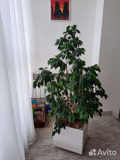 Фикус бенджамина