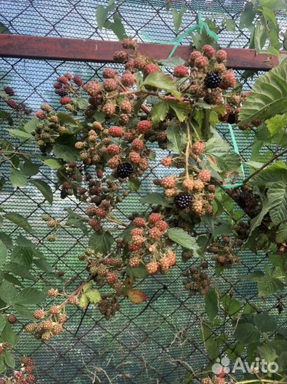 Саженцы ежевики