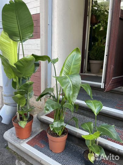 Стрелиция Николая