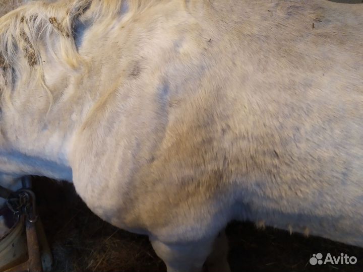 Рабочая лошадь