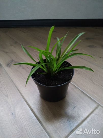 Хлорофитум