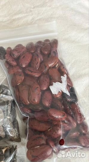 Фасоль декоративная