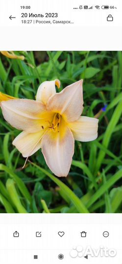 Лилейник Melody Line