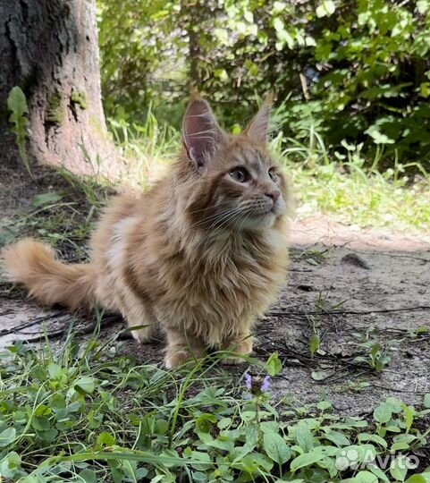 Мейн-кун котик
